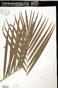 Image of Chrysalidocarpus lutescens