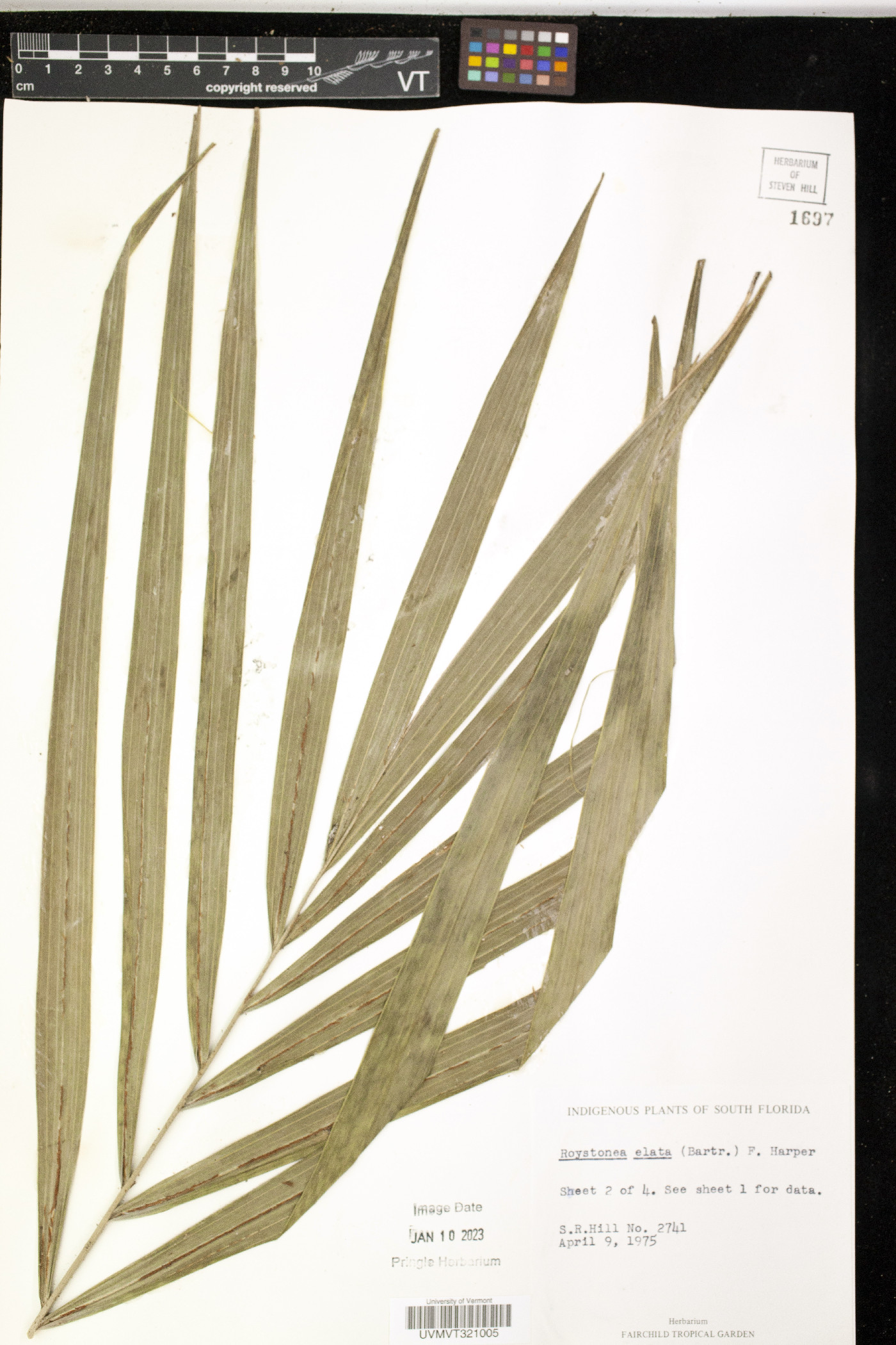 Roystonea elata image