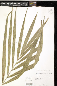 Roystonea elata image