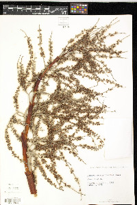 Serenoa repens image