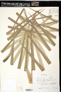 Thrinax parviflora image