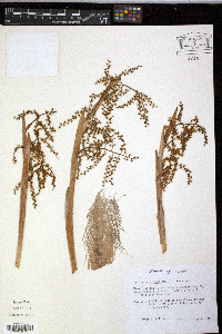 Thrinax parviflora image