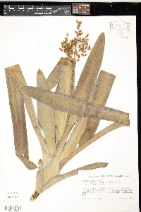 Aechmea miniata image