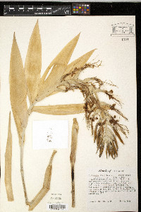 Billbergia brasiliensis image