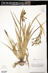 Billbergia nutans image