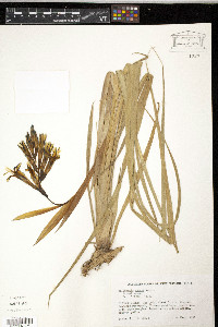 Billbergia nutans image