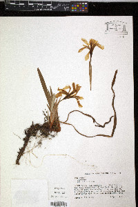 Iris verna image