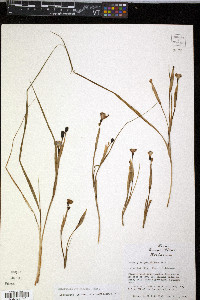 Nemastylis geminiflora image