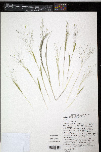 Panicum flexile image