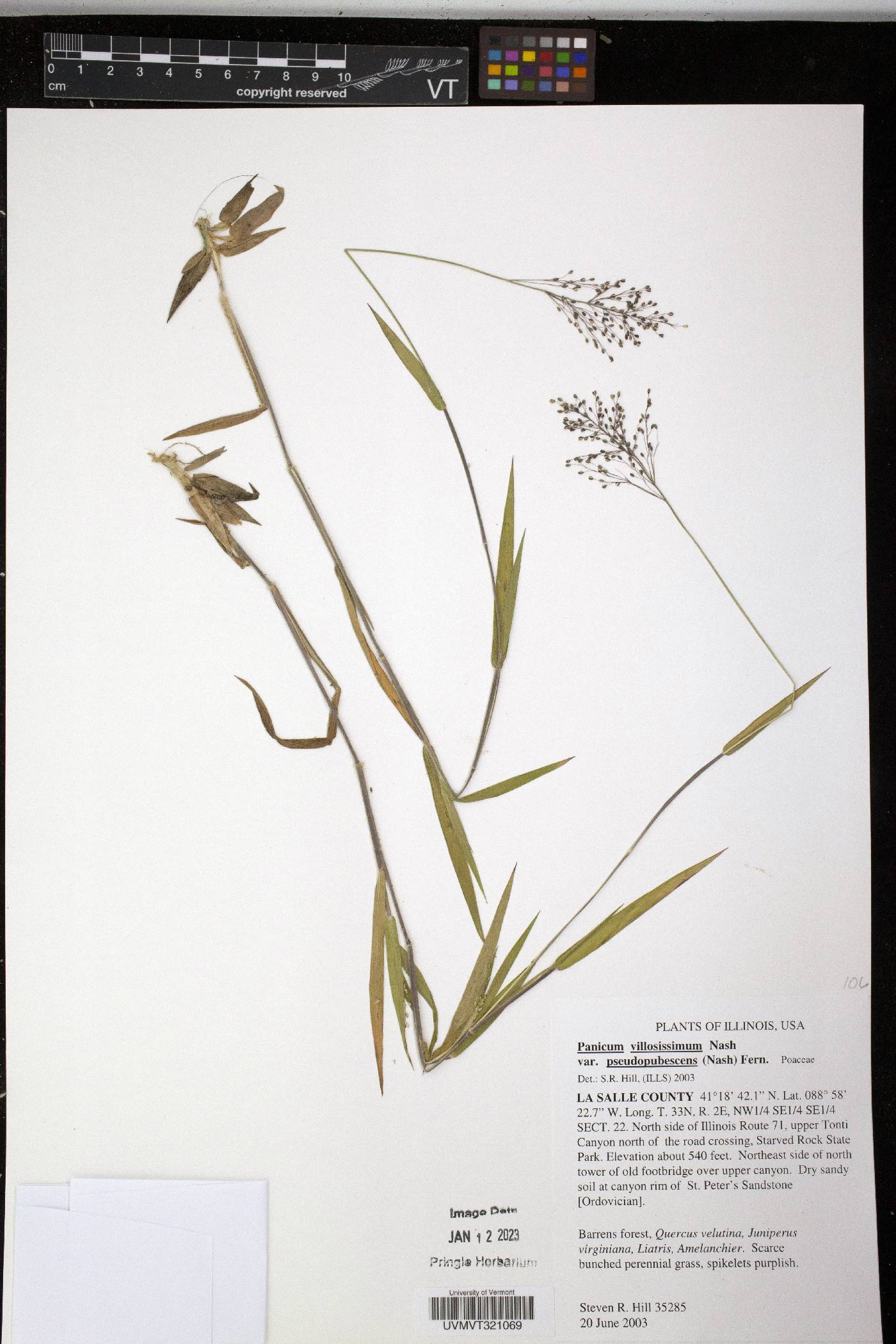 Panicum villosissimum var. pseudopubescens image