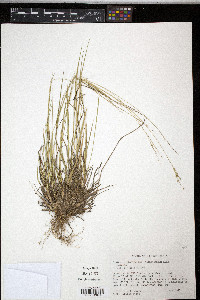 Panicum depauperatum image