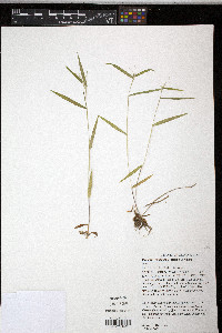 Panicum praecocius image