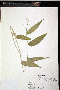 Panicum latifolium image