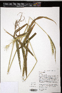 Elymus hystrix image