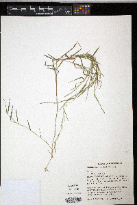 Muhlenbergia schreberi image