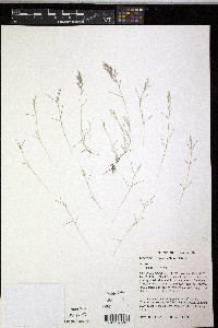 Eragrostis hypnoides image