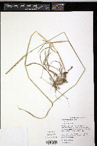Thinopyrum pungens image