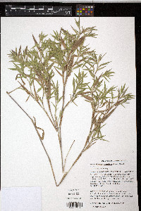 Dichanthelium scoparium image