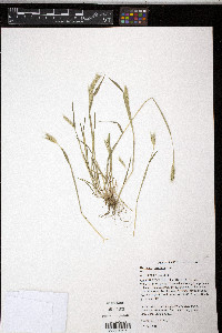 Hordeum pusillum image