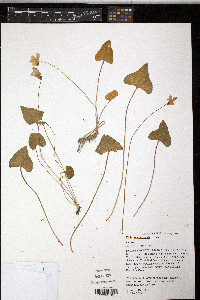 Viola missouriensis image