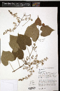 Vitis vulpina image