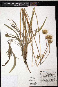 Agoseris grandiflora image