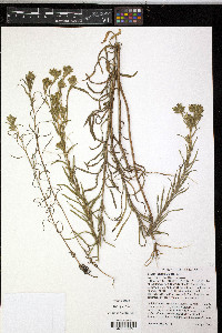 Madia glomerata image