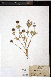 Borrichia frutescens image