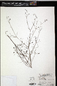 Pectis linifolia image