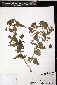 Eupatorium odoratum image