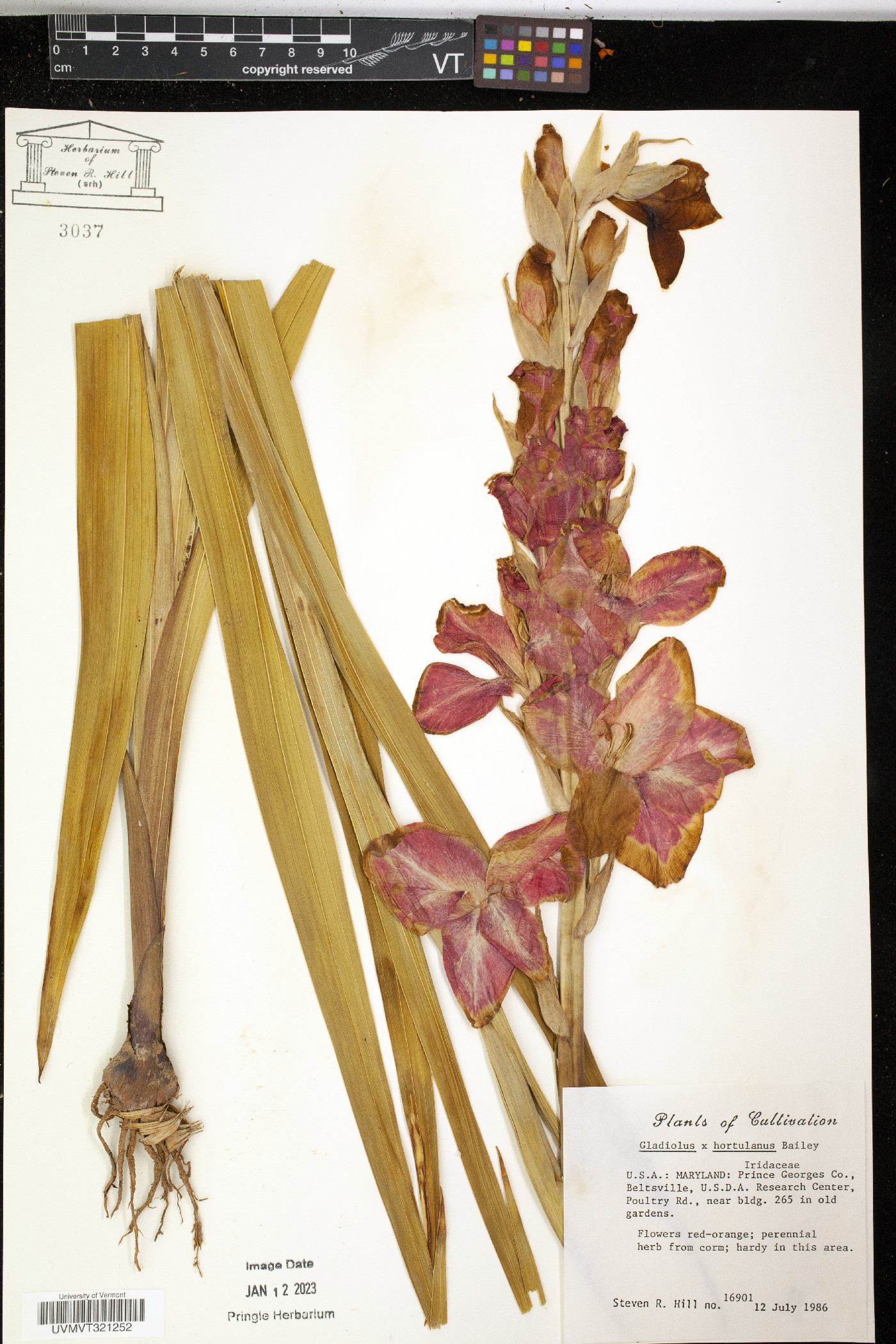 Gladiolus x hortulanus image