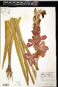 Gladiolus x hortulanus image