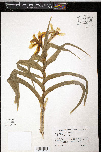 Iris bucharica image