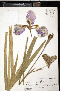 Iris ensata image