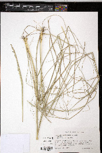 Sporobolus compositus var. compositus image