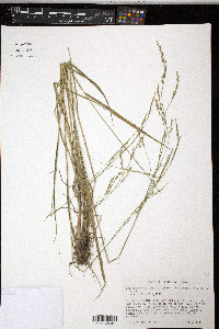 Festuca subverticillata image