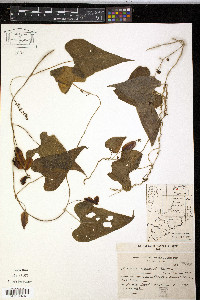 Dioscorea coronata image