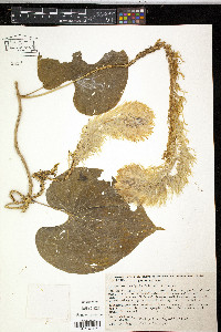 Dioscorea insignis image
