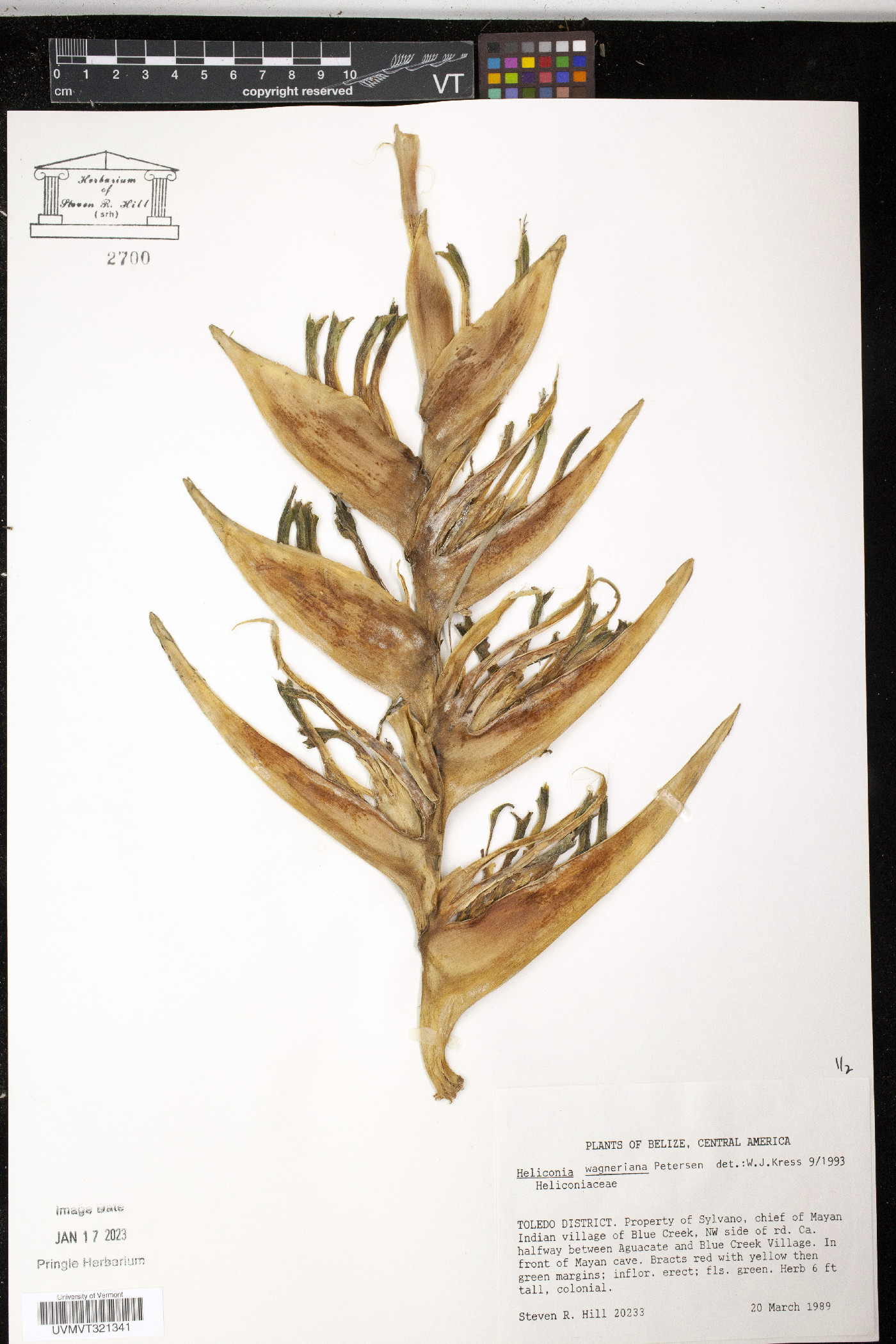 Heliconia wagneriana image