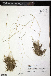 Eriocaulon aquaticum image