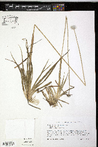 Eriocaulon compressum image