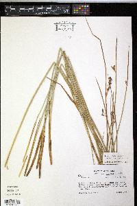 Juncus balticus subsp. littoralis image