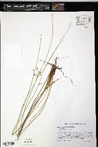 Juncus coriaceus image