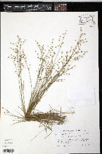 Juncus debilis image