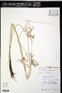 Juncus effusus var. pylaei image