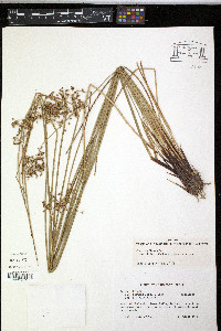 Juncus effusus var. pylaei image