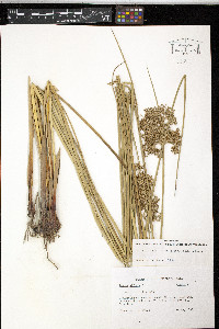 Juncus effusus var. solutus image