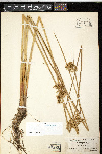 Juncus effusus var. solutus image