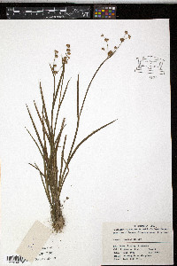 Juncus prismatocarpus subsp. leschenaultii image