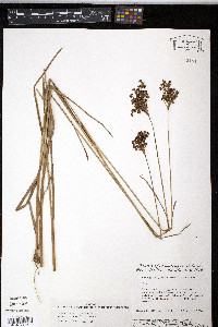 Juncus marginatus var. biflorus image